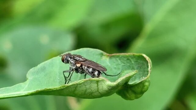 fly on leaf