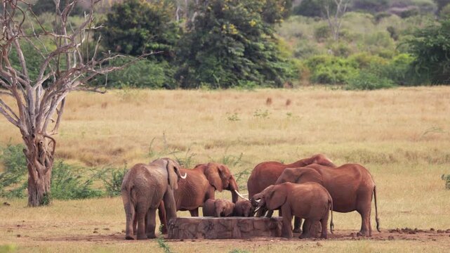 African elephants drinking water at a waterhole in Tsavo East National Park, Kenya. The elephants use their trunks to drink in their natural African habitat.