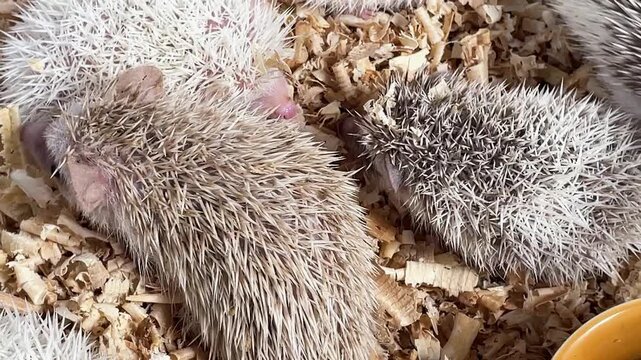 Tiny hedgehogs gather around a food bowl. Soft bedding covers their small, spiny bodies. They cluster close, exploring and feeding. Curious eyes peek from their spiky shells.