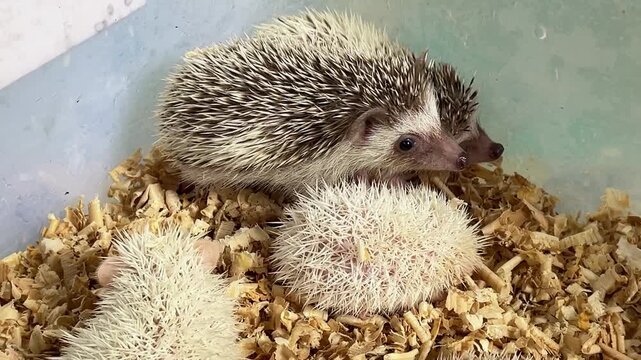 Tiny hedgehogs gather around a food bowl. Soft bedding covers their small, spiny bodies. They cluster close, exploring and feeding. Curious eyes peek from their spiky shells.