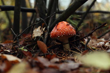 Red fly agaric in the autumn forest among the leaves. Bright mushroom fly agaric with a red cap in a white spot grows on the forest floor. Cozy autumn atmosphere of the forest. Poisonous mushroom