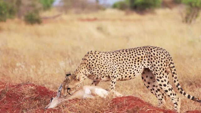 A female cheetah carries an impala carcass for her cubs in Tsavo East National Park, Kenya. A wildlife scene documenting maternal hunting and food provisioning in the African savanna.