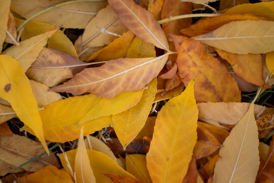 Vibrant yellow and brown fallen autumn leaves on the ground   