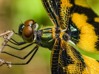 Rhyothemis variegata Dragonfly with Yellow and Black Patterned Wings, Macro Photography © Lahirusampath