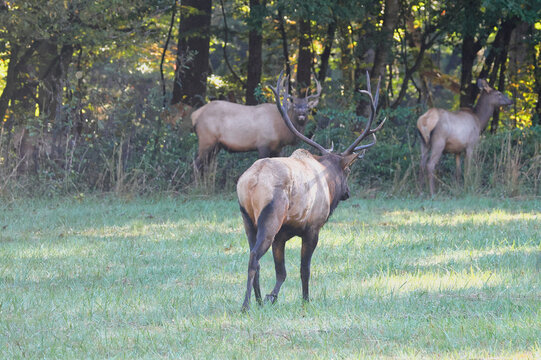 Browntail elk stand in sunlit clearing. One bull faces away, antlers prominent. Two females linger nearby, alert and calm. Trees frame the scene, green and dappled. Perfect for nature, wildlife