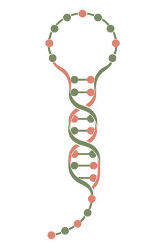 A minimalist scientific illustration of an RNA molecule featuring a distinctive hairpin loop and folded nucleic acid strands in muted olive green and coral red.