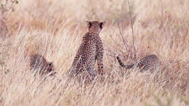 A female cheetah rests beside her cubs and feeds them in Tsavo East National Park, Kenya. A tender wildlife scene showing maternal care in the African savanna.