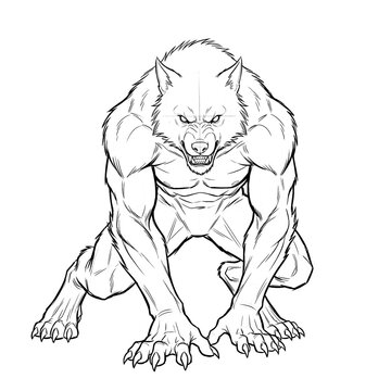 Hand drawn sketch of a feral werewolf backing away front view. Line art illustration.