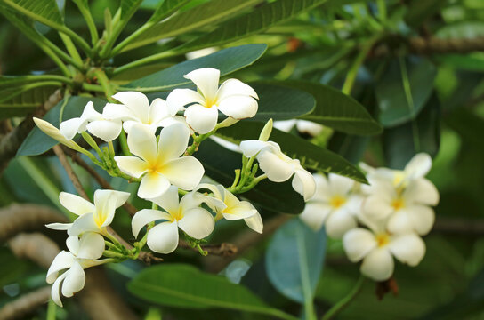 Bunches of Delightful Frangipani Flowers Blooming on the Tree
