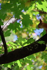 Cute red squirrel sitting on a tree branch among green maple leaves in autumn park © Vasyl