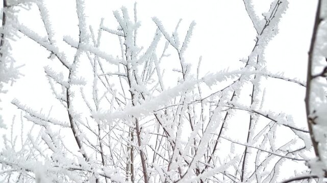 Dense network of tree branches thick with white rime ice crystals, camera tilt, medium shot, high key lighting. Interconnection and vitality.