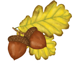 acorns and oak leaves © Siratus