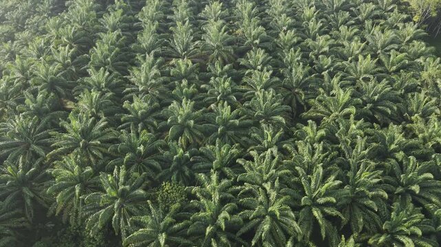 Palm oil plantation tree forest aerial agricultural industry