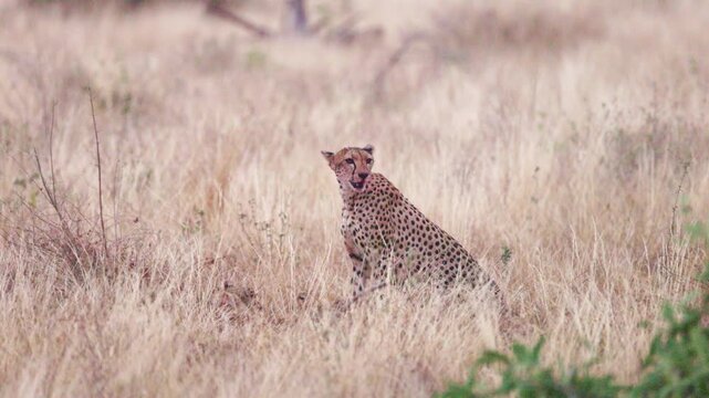 A female cheetah rests beside her cubs and feeds them in Tsavo East National Park, Kenya. A tender wildlife scene showing maternal care in the African savanna.