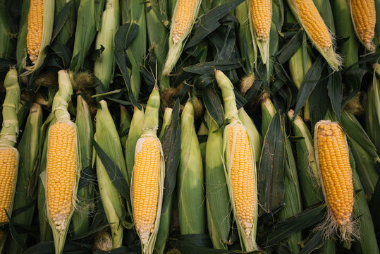 Fresh Yellow Corn Cobs with Green Husks