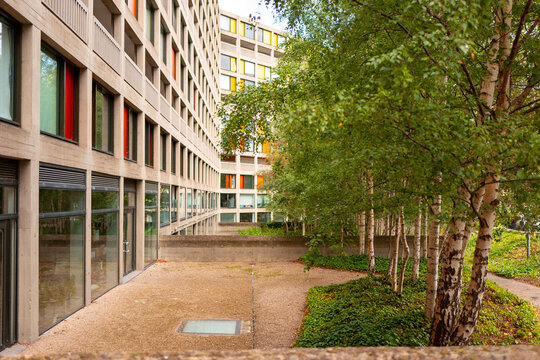 Silver birch trees growing in a brutalist housing development