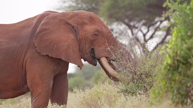 An African elephant uses its trunk to shake dust from dry grass before eating in Tsavo East National Park, Kenya. Natural feeding behavior in the African savanna.