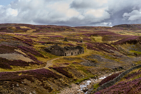 Ruined Stone Building On Heather Moorland