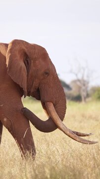 An African elephant uses its trunk to shake dust from dry grass before eating in Tsavo East National Park, Kenya. Natural feeding behavior in the African savanna.