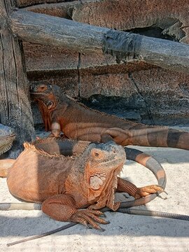 Close-up of a vibrant orange iguana basking in the sun on a textured wooden surface.