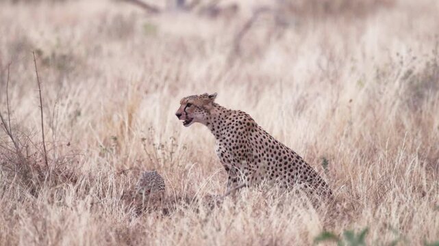 A female cheetah rests beside her cubs and feeds them in Tsavo East National Park, Kenya. A tender wildlife scene showing maternal care in the African savanna.