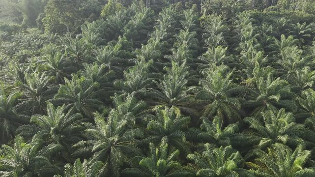 Palm oil plantation tree forest aerial agricultural industry