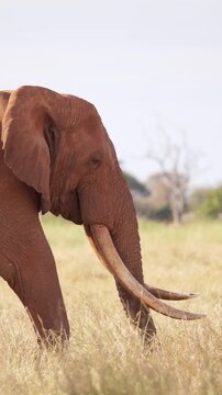 An African elephant uses its trunk to shake dust from dry grass before eating in Tsavo East National Park, Kenya. Natural feeding behavior in the African savanna.