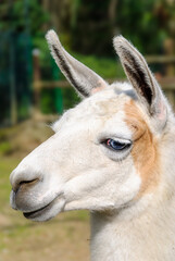 Close-up profile portrait of a white llama with long ears and a striking blue eye, isolated against a softly blurred green natural background. © giemmephoto