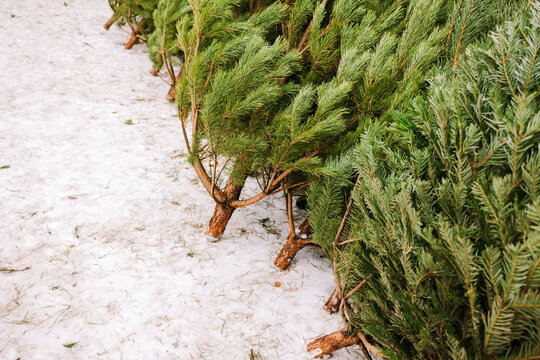 Christmas trees in the snow
