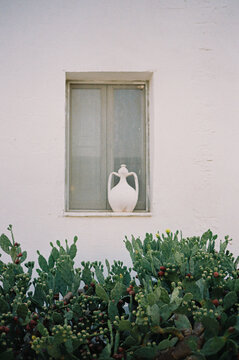 White ceramic jug in window with cactus backdrop