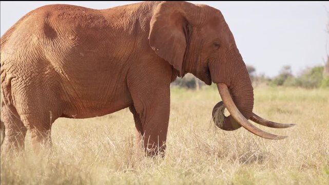 An African elephant uses its trunk to shake dust from dry grass before eating in Tsavo East National Park, Kenya. Natural feeding behavior in the African savanna.