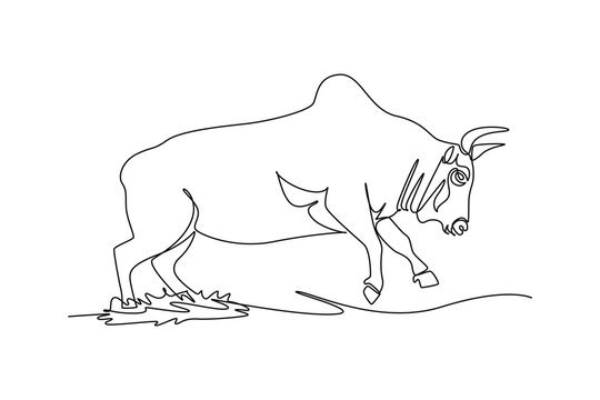 Single continuous line drawing wild zebu bull with distinct hump walking forward with head bowed low, pointed horns, muscular neck folds, sturdy hoove. One line draw graphic design vector illustration