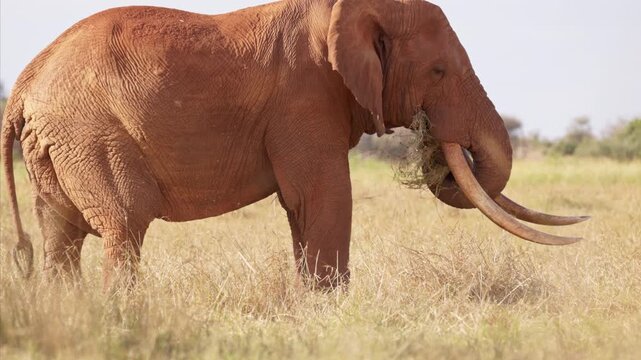 An African elephant uses its trunk to shake dust from dry grass before eating in Tsavo East National Park, Kenya. Natural feeding behavior in the African savanna.