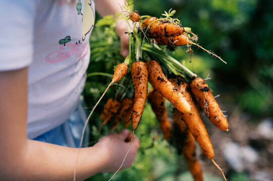 could pulling carrots during summer harvest on farm