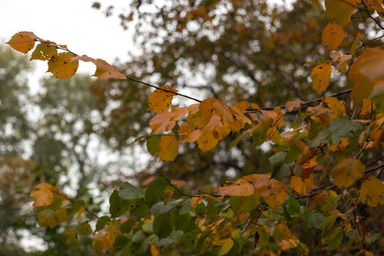yellow autumn leaves