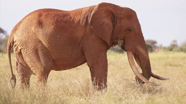 An African elephant uses its trunk to shake dust from dry grass before eating in Tsavo East National Park, Kenya. Natural feeding behavior in the African savanna.