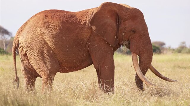 An African elephant uses its trunk to shake dust from dry grass before eating in Tsavo East National Park, Kenya. Natural feeding behavior in the African savanna.