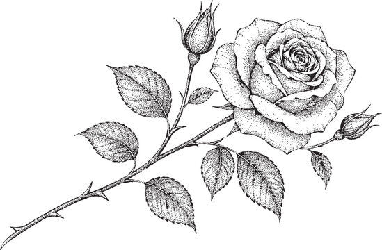 Elegant black and white rose illustration with bud and thorns on stem