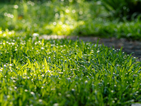 Low angle view of fresh green grass tufts growing at the edge of an asphalt path with fallen dry leaves, sunlit blades and soft blurred green background