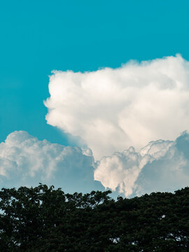 Towering white cumulus cloud against a bright turquoise blue sky above dark tree canopy silhouette, dramatic summer cloudscape