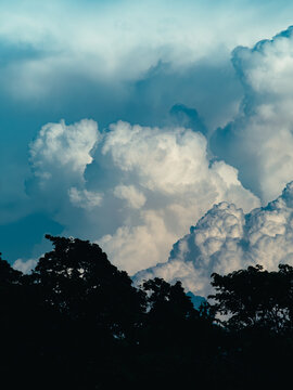 Massive billowing white cumulus clouds towering above dark tree silhouettes against a deep blue sky, dramatic summer thunderhead cloudscape