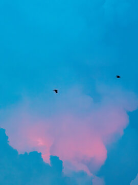 Two birds flying across a vertical blue sky above glowing pink and lavender clouds at dusk, dreamy pastel wildlife silhouette scene