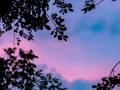 Dark leafy tree branch silhouette against a pink and blue dusk sky with soft blurred clouds, peaceful twilight nature scene with copy space