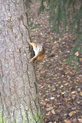 Cute red squirrel clinging to a tree trunk and looking directly at the camera in autumn forest © Vasyl