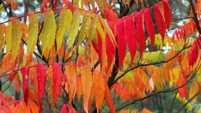 Serene Fall Morning: Dew-Covered Sumac Leaves, Soft Focus Forest Background