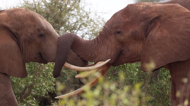 Two African elephants engage in a physical confrontation in Tsavo East National Park, Kenya, pushing against each other with their trunks and tusks in a display of strength.