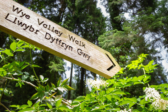 Wooden directional fingerpost sign for the Wye Valley Walk in Whitestone surrounded by green leaves