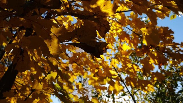 Golden maple leaves on tree branches gently swaying in wind with sunlight at background. Lush autumn yellow foliage swinging on the breeze at forest. Beautiful colorful fall season. Slow motion