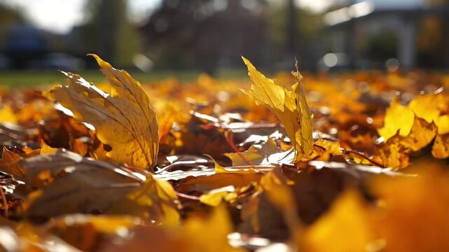 Close up view of empty autumn parkland at sunset. Brown maple leaves lying on lawn at woodland. Gentle wind blowing through colorful foliage on the ground at forest. Low view Slow motion