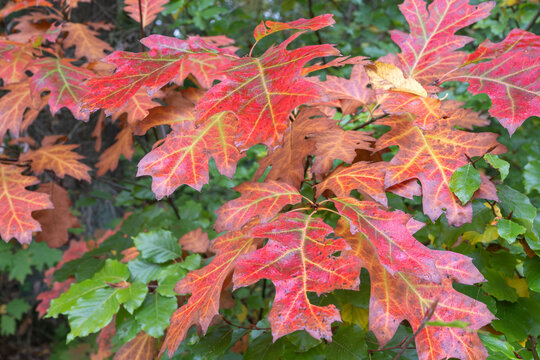 Quercus rubra Roteiche Detail Blatt in Herbstf&auml;rbungt